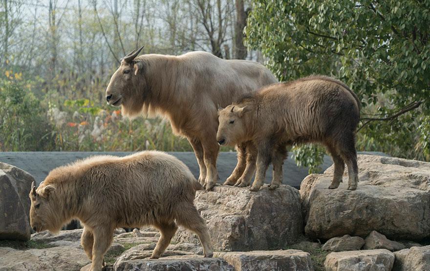 杭州野生动物世界